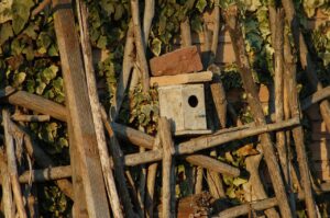 Pettoroso su un nido, evidenziando l'importanza di un ingresso basso per la sua casetta.