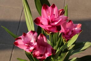 Curcuma in vaso con fiori gialli vivaci che fioriscono e durano a lungo.