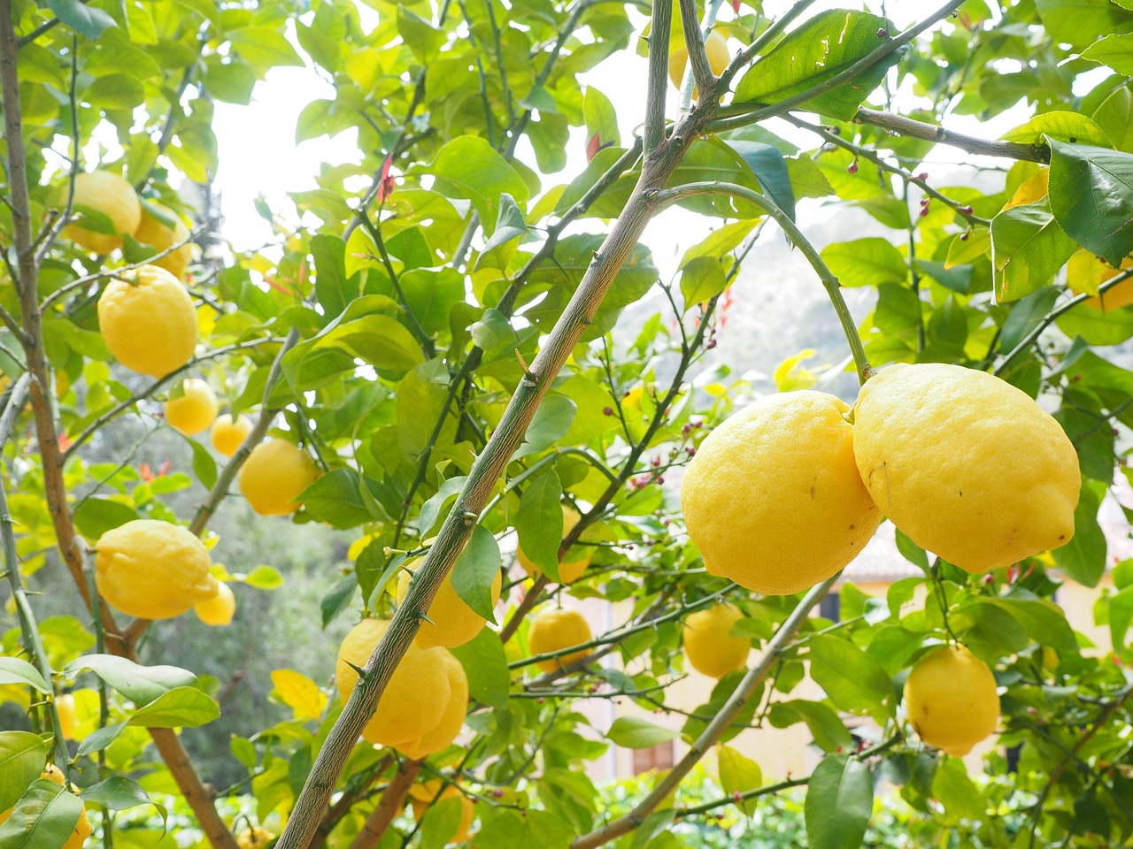 Limoni cresciuti rigogliosi in vaso, con frutti maturi e foglie verdi, grazie a concime naturale.